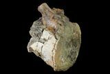 Hadrosaur (Edmontosaurus) Caudal Vertebra - South Dakota #145833-2